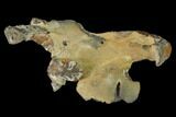 Fossil Mud Lobster (Thalassina) - Australia #141038-1